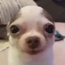 Stare