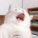 CukiNuuuu