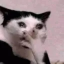 7448catomgcry