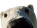 NoseyBaer