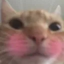 Cat Blush Cat_Blush Discord Emoji