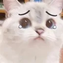 catsad