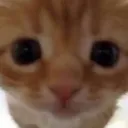 ya