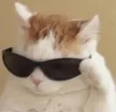coolcat