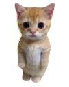 catawkward catawkward