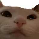 6038catstare