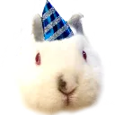 wizgig wizgig
