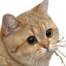 cb_cat_stare Discord emoji
