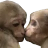 monkeykiss