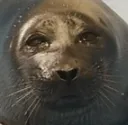 boskedo_sad