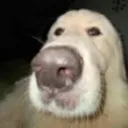 Wot