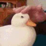 DuckPat_A