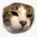 bro