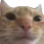 DumbCat