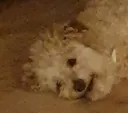 melting_dog