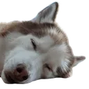 snoz