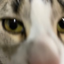 catstare Discord emoji