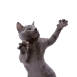 CatDance