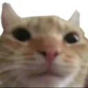 Cat1 cat1 Discord Emoji