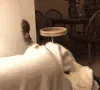 qqOUGR