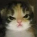 angycat