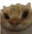 catsmile