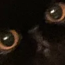 Kitten kitten Discord Emoji