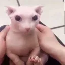 bingus