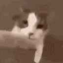 catto_kiss Discord Emoji