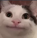 Beluga Beluga