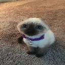 cat cat