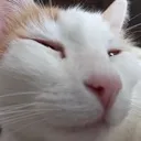 purplecat Discord Emoji