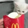 McDCat1