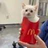 McDCat2 McDCat2