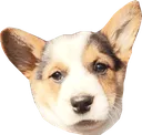 Corgjin