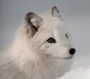 cutewolfi