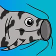 augekPogFish