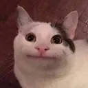 Catbruh catbruh Discord Emoji