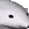 3x2 animated Discord emote - It's - Hoppy Room 💐🌷