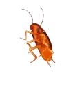 giannhay
