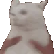 catshake