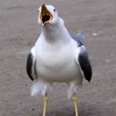 mwe