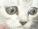 OmgCat