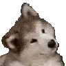 doggoconfused1