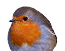 borb
