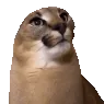 floppayes floppayes