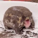 blegh