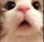 Cat_Wtf Cat_Wtf