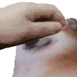 ChonkyPet