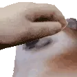 ChonkyPet ChonkyPet